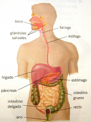 COLONTERAPIA